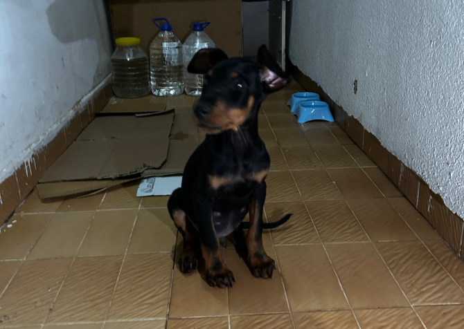 Doberman 2,5 Aylık